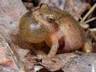 Spring peeper calling- Pennsylvania- USA Art Print
